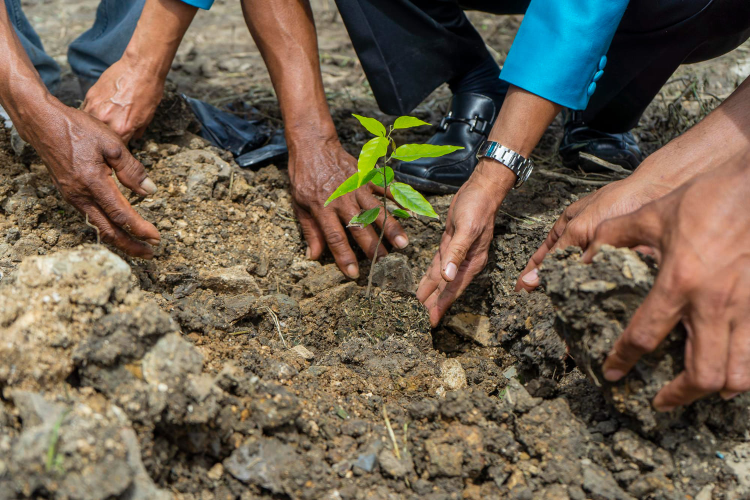 Plantation Drive